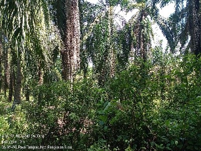 Sebidang tanah darat yang terletak di Dusun Lingkungan V, Desa Beras Basah, Kecamatan Pangkalan Susu, Kabupaten Langkat. Dengan luas  ± 510M2, adapun kebun kelapa sawit tersebut diperoleh melalui ganti rugi dari YUNUS pada tahun 2012, Sesuai dengan Surat 