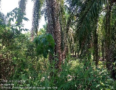 Tanah darat yang terletak di Jalan Pangkalan Berandan – Pangkalan Susu, Bekas Cafe, Dusun II Bakti, Desa Paya Tampak, Kecamatan Pangkalan Susu, Kabupaten Langkat. Dengan luas tanah  ±  4400 M2  atau 11 (Sebelas) rante, adapun tanah darat tersebut diperole