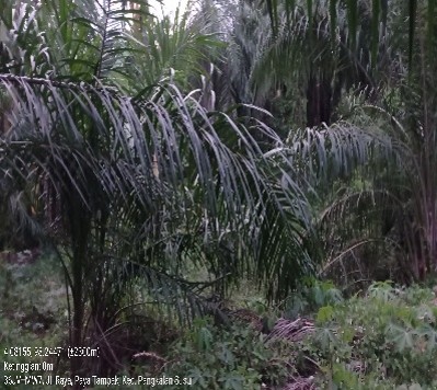 Kebun kelapa sawit yang terletak di belakang kediaman Ibrahim Bin Hasan Dusun II Bakti, Desa Paya Tampak, Kecamatan Pangkalan Susu, Kabupaten Langkat. Dengan luas tanah  ±  905  M2  atau 2,26 (Dua Koma Dua Puluh Enam) rante, adapun kebun kelapa sawit ters