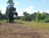 Tanah Sawah yang terletak di Dusun II Bakti, Desa Paya Tampak Kecamatan Pangkalan Susu Kabupaten Langkat, dengan Luas ± 4.400 M2 atau 11 (Sebelas) rante, adapun kebun kelapa sawit tersebut diperoleh melalui ganti rugi dari Suparmin pada tahun 2011 sesuai 